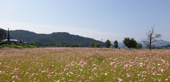 의성 낙단보 수변공원에 가을정취가 가득하다.(사진= 의성군 제공)