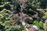 ‘다큐인사이트’ 집단 고사하는 한라산 구상나무, 기후 위기의 증표