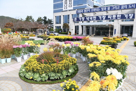 기장군청 야외광장에 전시된 국화