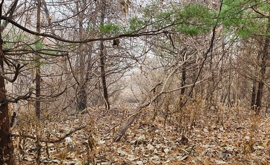 국민의힘 윤석열 대선 후보의 부인 김건희 씨 일가가 보유한 양평 병산리 부동산. 숲은 나무가 무성해 사람이 다닌 흔적은 보이지 않았다. 묘를 조성하기 쉽지 않은 지형이다. 사진=민웅기 기자