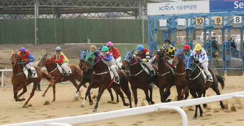 경마를 즐기려면 자신의 감정을 잘 조절해야 한다. 경주 모습으로 기사의 특정 내용과 관련 없음. 사진=한국마사회 제공