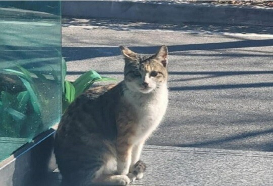 잔인하게 살해된 고양이 두부다. 사진=동물권행동 카라 홈페이지