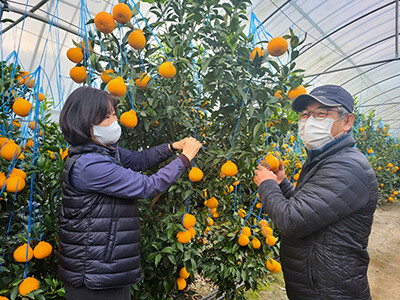 경주봉 수확 (사진=경주시 제공)