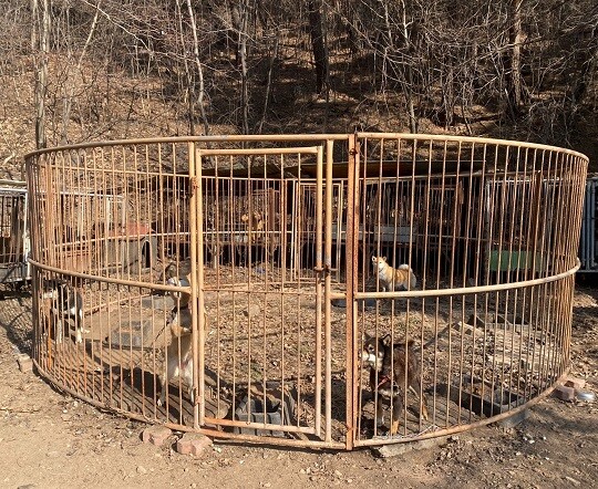 충남 보령 오서산자연휴양림 인근 개농장에선 투견장으로 추정되는 동그란 형태의 장 3개가 발견됐다. 사진=정소영 기자