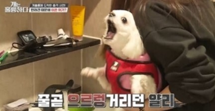 사진=KBS 개는 훌륭하다