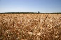 ‘전시상황’ 줄줄이 걸어잠그는 밀 수출국…국내 식품업계 어쩌나 