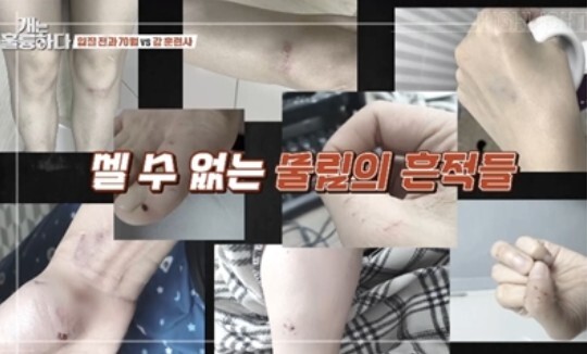 사진=KBS 개는 훌륭하다