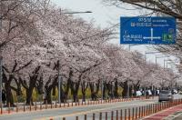 영등포구, 3년 만에 여의도 벚꽃길 연다