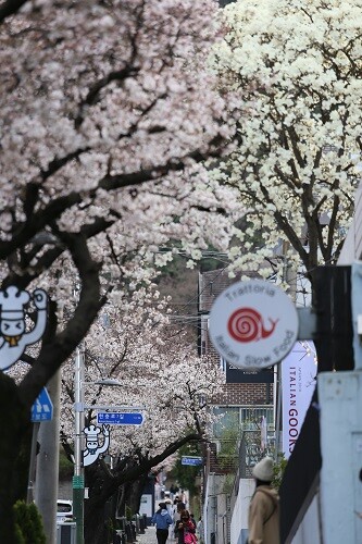 26일 대구 남구 앞산 카페골목에서 벚꽃들이 피어나고 있다. (사진=남경원 기자)