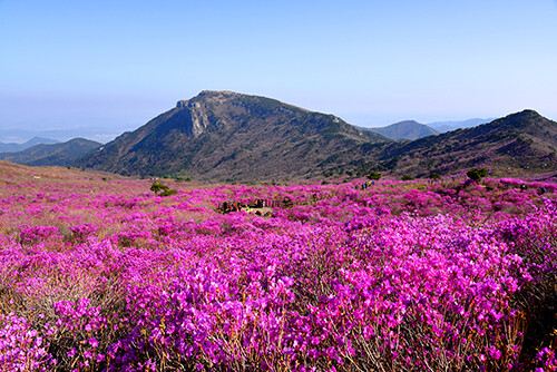 비슬산 '참꽃'. 사진=달성군 제공