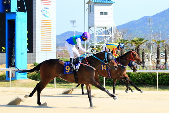 결승선 통과 모습. 사진=부산경남경마공원 제공