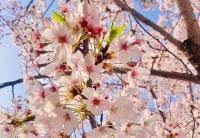 대한민국 국회에 일제 상징이? 화려한 벚꽃 축제, 불편한 ‘벚나무 논쟁’