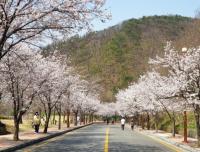 '봄꽃들의 향연' 소요산으로 놀러와~