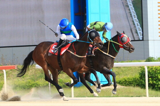 5번 골든파워와 10번 라온더스퍼트가 목차로 결승선을 통과하는 모습. 사진=한국마사회 부산경남본부 제공