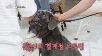 '개는 훌륭하다' 카네코르소 '몽이' 앞에 작아진 박군, 강형욱 훈련사도 소심?