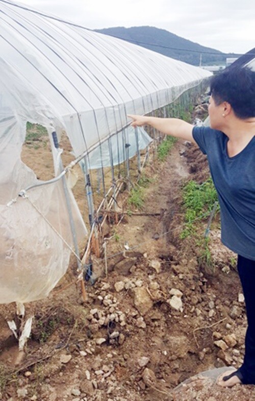 24일, 지평면 곡수천 상류의 수문이 범람해 큰 피해를 본 한 농민이 지난 폭우로 물이 비닐하우스의 절반 이상 높이까지 차오른 부분을 가리키고 있다. 사진=김현술 기자