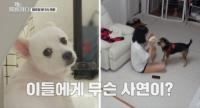 '개는 훌륭하다' 삐지면 물어버리는 스피츠 시월이, 강형욱 앞에서도 기죽지 않아