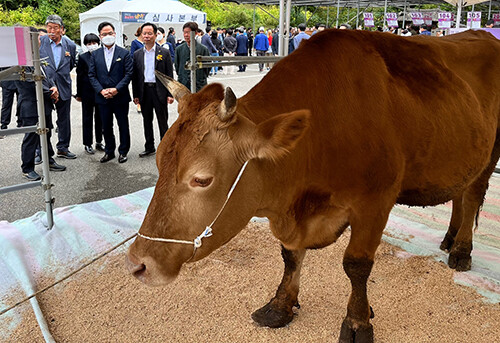 '2022 경상북도 한우경진대회'가 7일 문경시 문경새재 도립공원에서 열리고 있다. 사진=경북도 제공