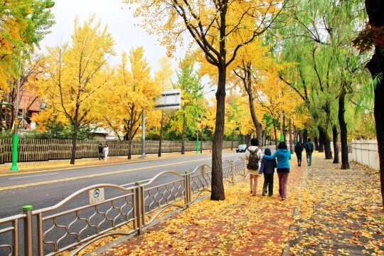 회기로 가을단풍길은 경희대에서 홍릉시험림까지 약 1.2㎞의 산책로다. 가을이면 화려한 단풍나무와 은행나무가 압권이다. 사진=서울관광재단 제공