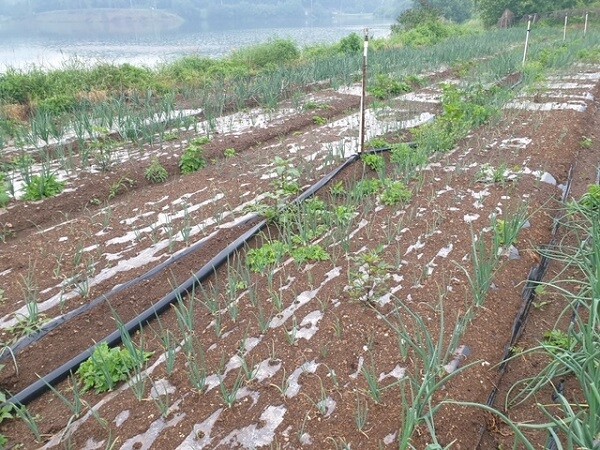 폐기물 비료로 농작물이 죽어가고 있다. 사진=경북경찰청 제공