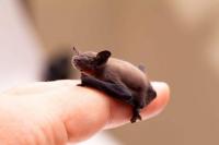 2g짜리 범블비 박쥐 ‘손가락 위에서도 편안’