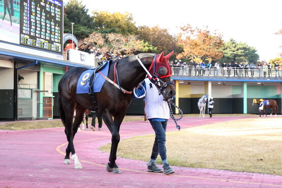 선드래곤. 사진=한국마사회 부산경남 제공