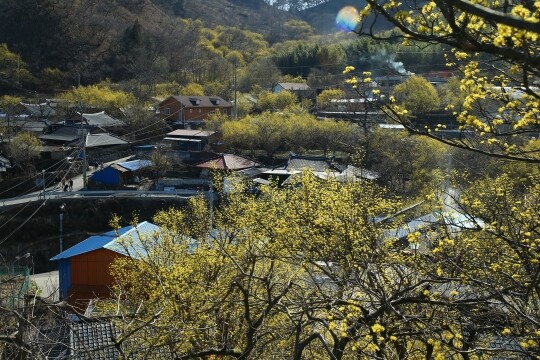 전남 구례군 산동면. 누군가 무심히 노란 물감을 흩뿌린 듯 잔잔하게 산수유꽃을 피워 올리고 있다. 사진=구례군청 제공