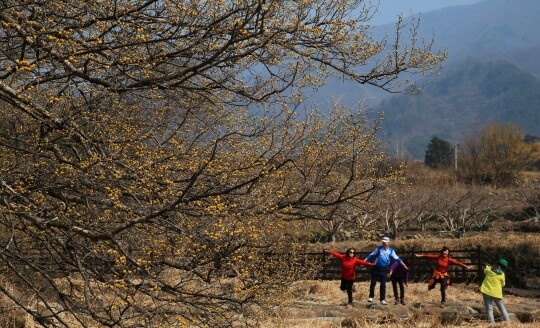 산수유는 화려하지 않아서 자꾸 보고 싶고 더 사랑스럽다. 혼자보다는 무리로 있을 때 더 아름답다. 사진=구례군청 제공