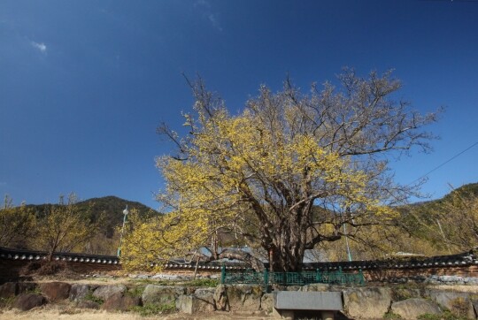 구례 산동면 계척마을에는 중국 산둥에서 왔다는 산수유 시목도 있다. 할머니나무로 불리는 시목의 나이는 1000년가량으로 추정된다. 사진=구례군청 제공