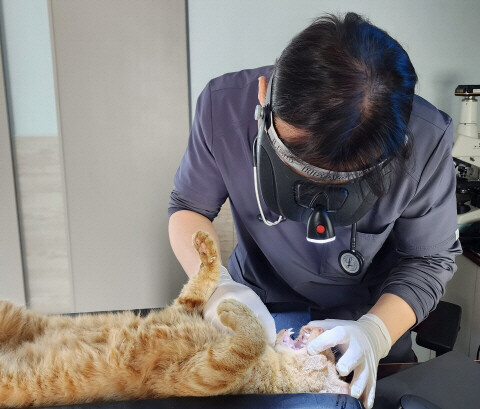 길고양이 중성화 수술 장면. 사진=김해시 제공