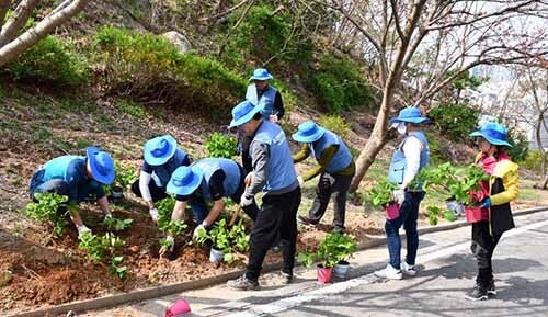 포항제철소 임직원들이 창립기념일을 맞아 환호공원에 수국을 심고 있다. 사진=포스코 제공