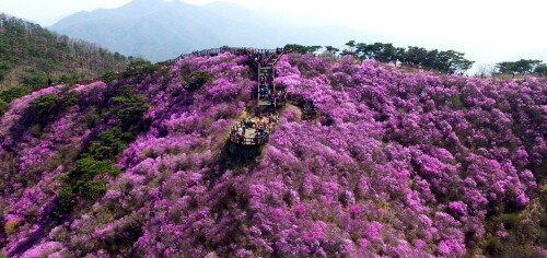 고려산 진달래 전경. 사진=강화군 제공