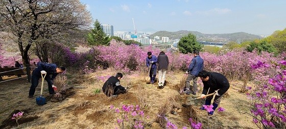 부천도시공사 임직원들이 원미산에 진달래를 식재하고 있다. 사진=부천도시공사 제공