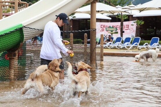 야외 수중 놀이터에서 물놀이에 신난 반려견들. 사진=롯데워터파크 제공