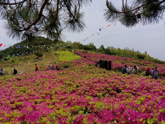 신어산 철쭉축제 이미지. 사진=김해시 제공