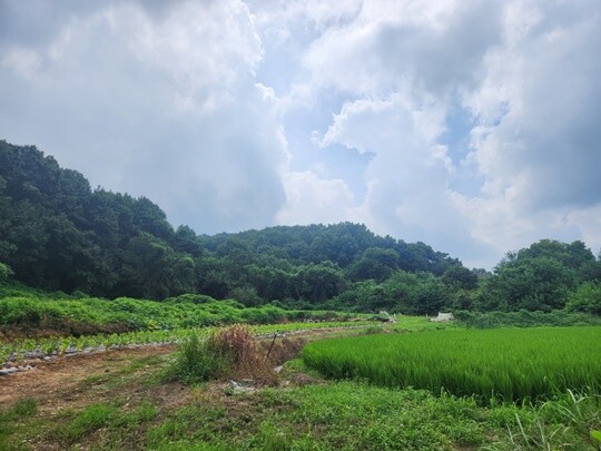 수풀이 우거진 야트막한 철마산에 최은순 씨가 보유한 충청남도 당진시 송악읍 영천리 임야 1652평이 있다. 사진=김지영 기자