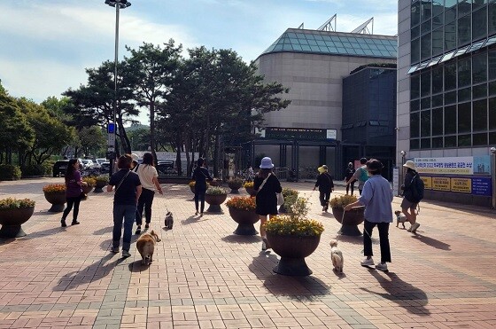 반려견과 산책하는 시민들. 사진=과천시 제공