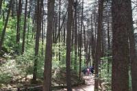 '대한민국 100대 명품숲'에 경기도 7개 숲 선정