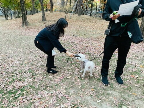 동물 미등록 집중 단속 추진. 사진=김해시 제공