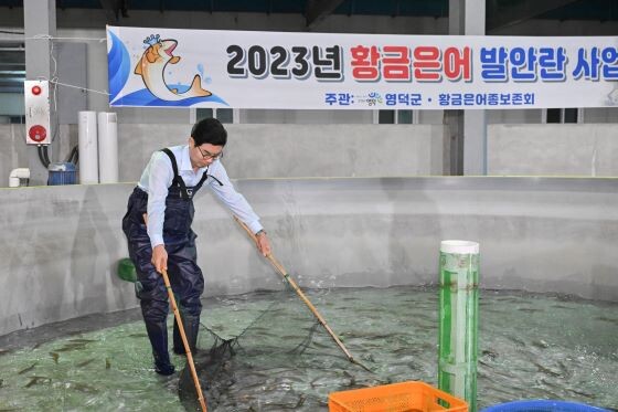 김광열 군수가 산란장에서 발안란 채취를 위해 황금은어를 포획하고 있다. 사진= 영덕군 제공