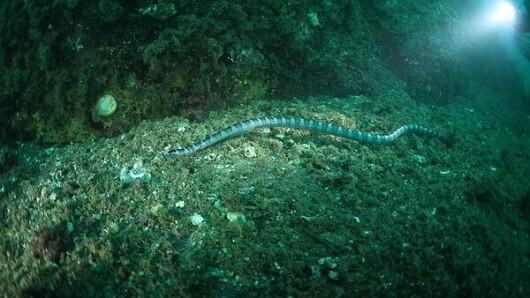 다도해해상국립공원에서 발견된 넓은띠큰바다뱀. 사진=국립공원공단 제공