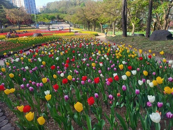 의정부 직동‧송산사지 근린공원에 만개한 튤립. 사진=의정부시 제공