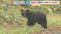 “마치 쇳덩어리를 찬 느낌” ‘발차기’로 곰 물리친 일본 남성 화제