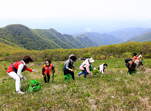 영양산나물축제. 사진=경북도 제공
