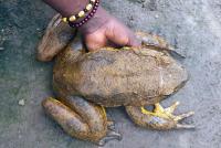 지구상 최대 ‘골리앗 개구리’ 멸종 위기 이유가…