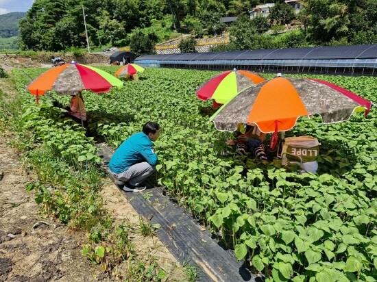 농업인 귀가 권유 장면. 사진=경남도 제공