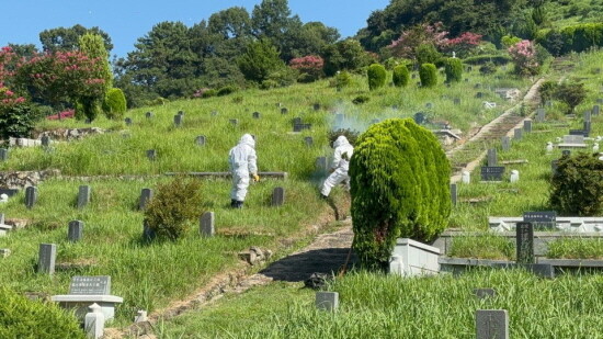 산소 주변 벌집 제거 장면. 사진=경남도 제공