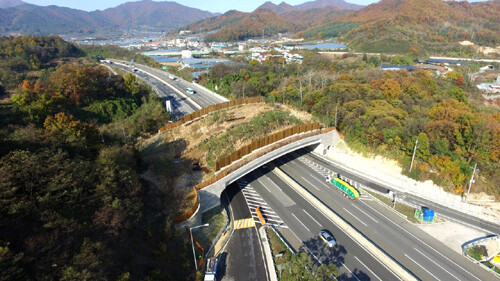 로드킬을 당한 동물은 고양이, 고라니, 너구리, 개 순이었다. 사진은 기사 내용과 관련 없음.