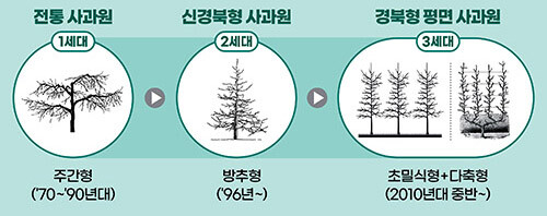 사과원의 수형 변천 과정. 자료=경북도 제공