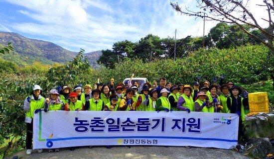 단감따기 농촌일손돕기 모습. 사진=경남농협 제공